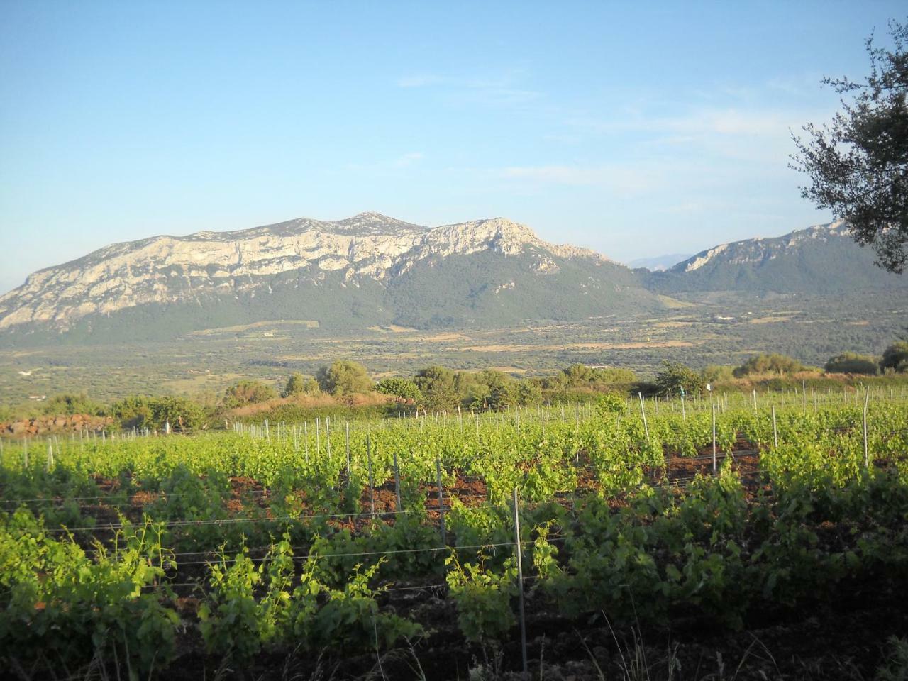 Agriturismo Su Tiresi Кала-Гононе Экстерьер фото